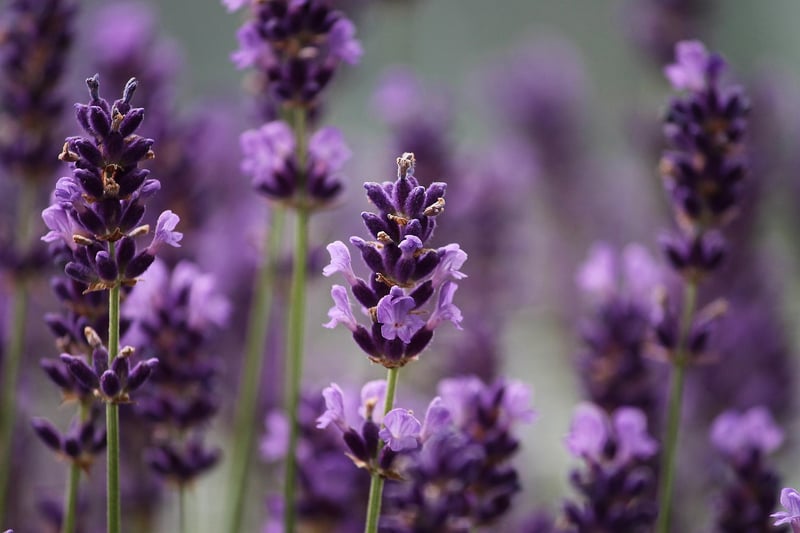 Aromatic Blooms
