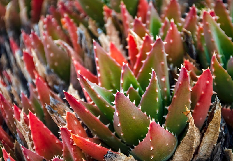Calming Succulents