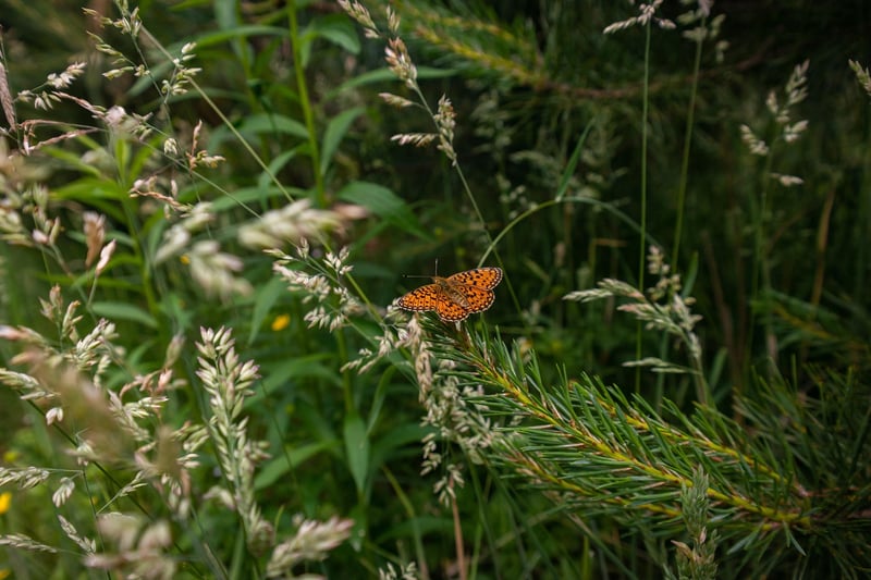 Harmonious Growth