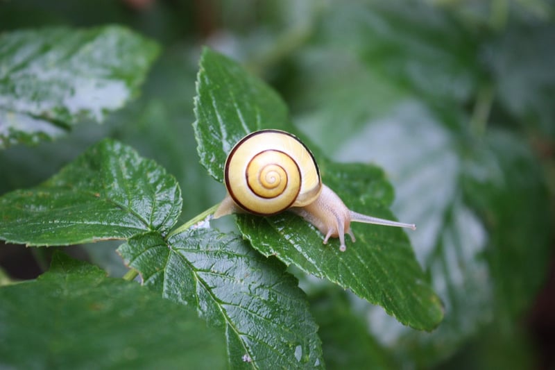 Mindful Planting